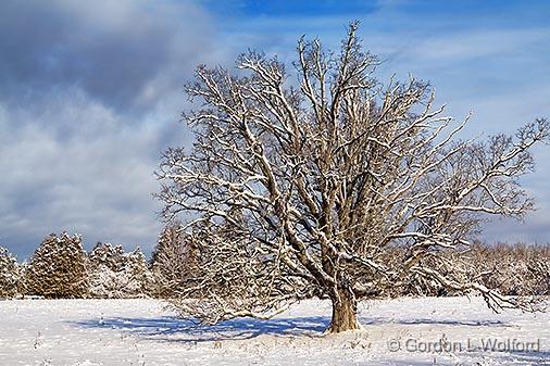 Winter Tree_32509.jpg - Photographed near Numogate, Ontario, Canada.